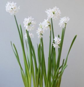 Beautiful fragrant Paperwhites - ideal for planting in fibreglass planters for Christmas